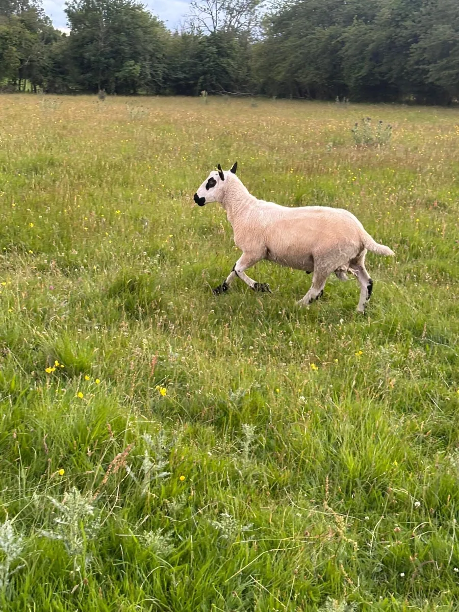 Kerry hill ram (1.5 years old) - Image 3