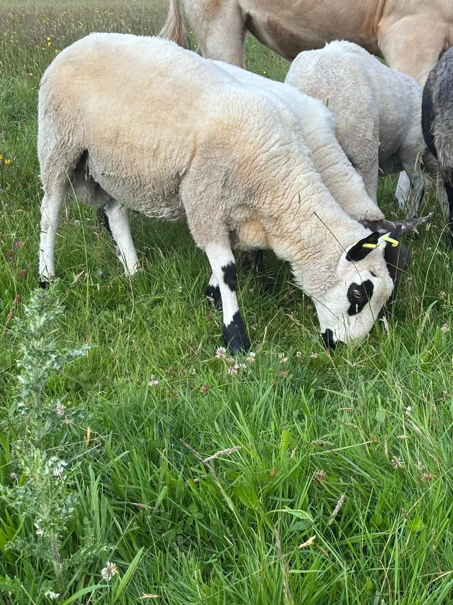 Kerry hill ram (1.5 years old) - Image 4