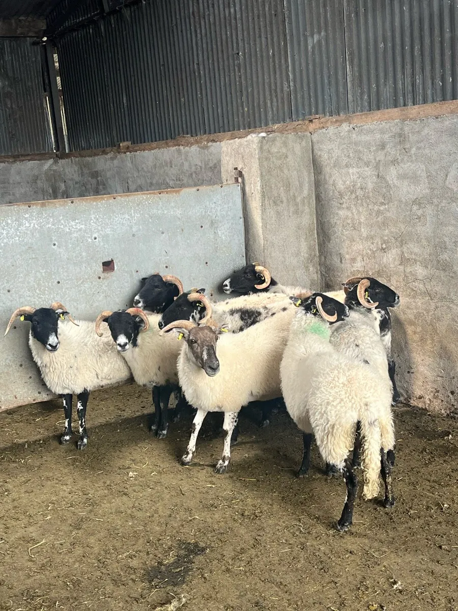 8 organic first crop ewes - Image 1