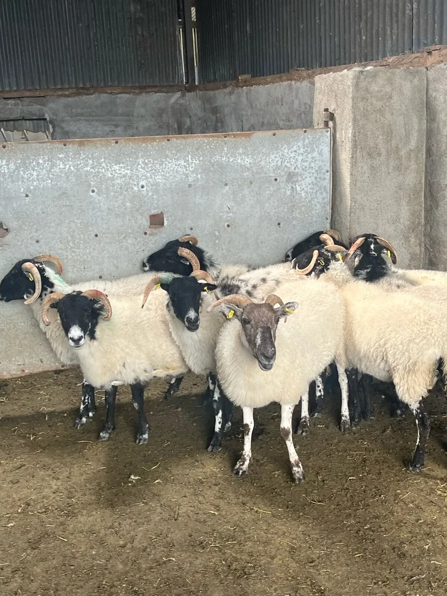 8 organic first crop ewes - Image 2