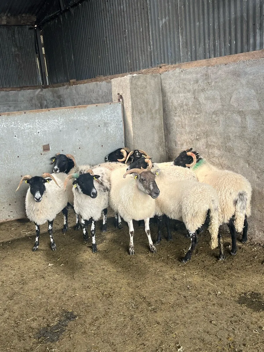 8 organic first crop ewes - Image 3