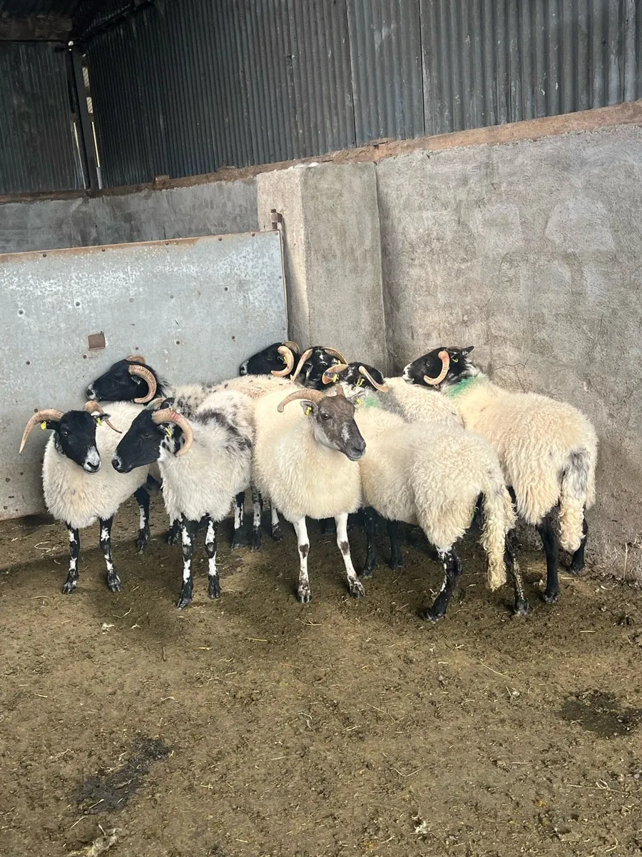 8 organic first crop ewes - Image 4