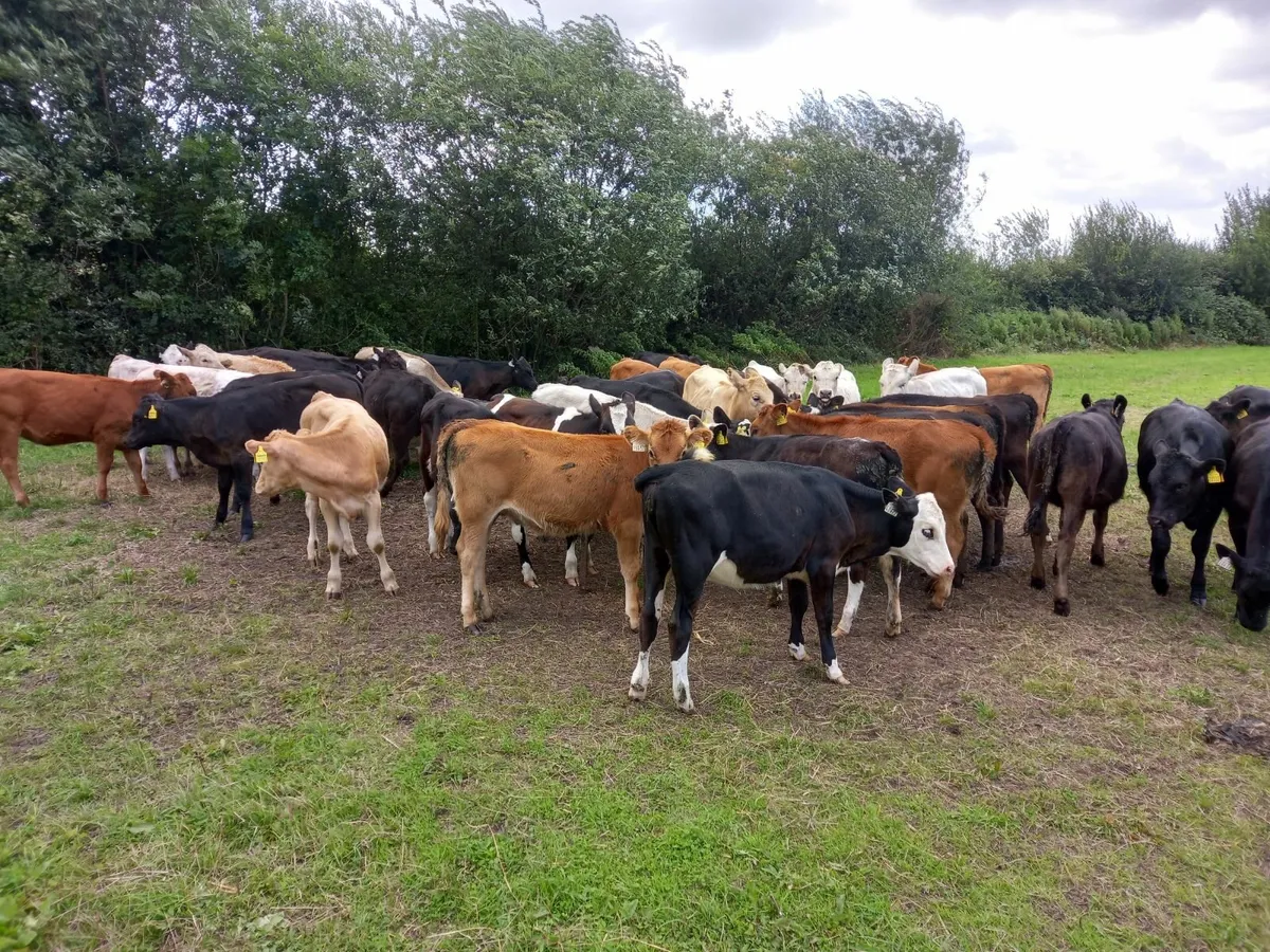 Heifer calves - Image 1
