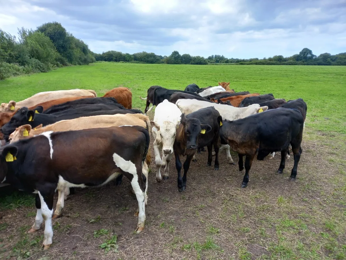 Heifer calves - Image 2
