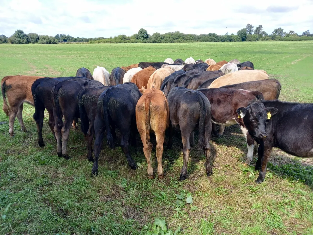 Heifer calves - Image 3