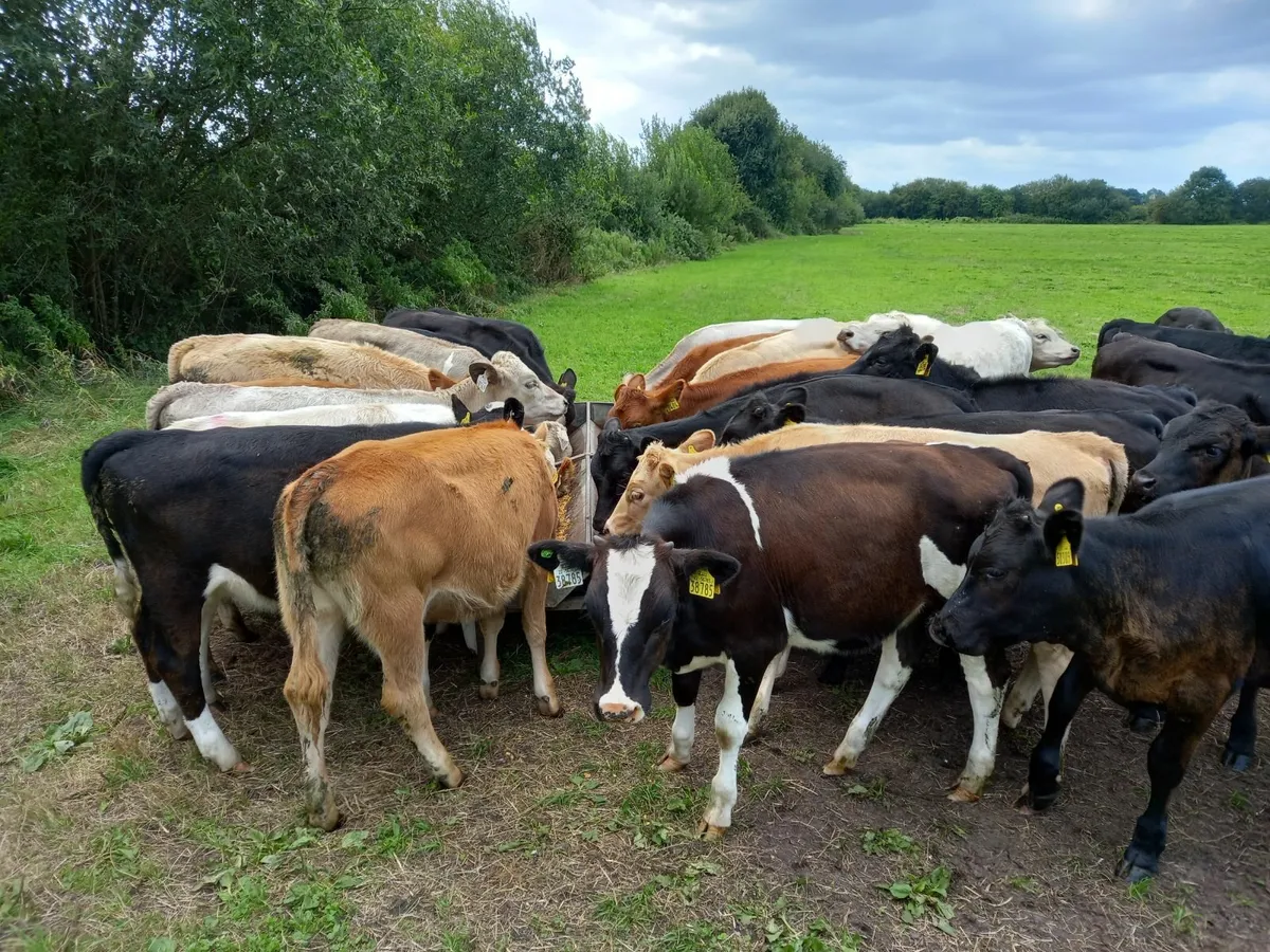 Heifer calves - Image 4