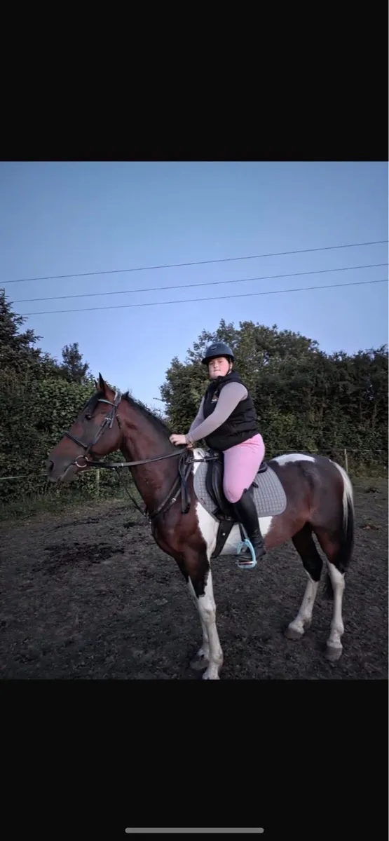 Trotter horse - Image 1