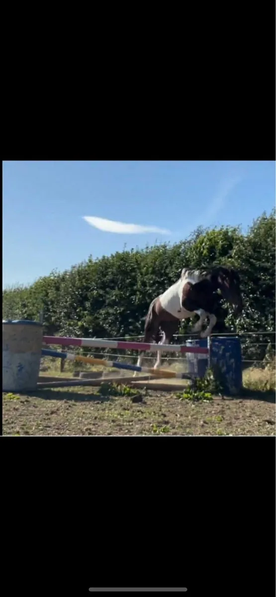 Trotter horse - Image 2