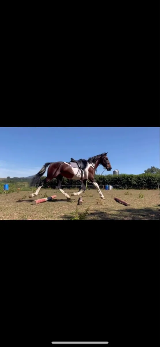 Trotter horse - Image 3