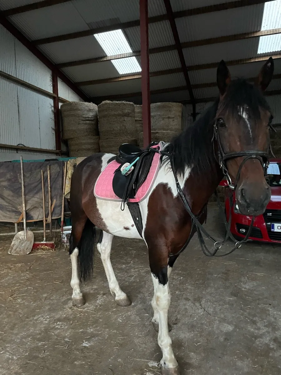 Trotter horse - Image 4