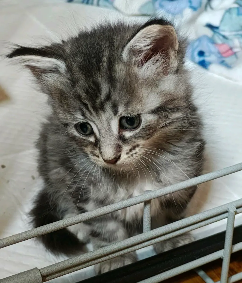 Amazing Kittens - Image 2