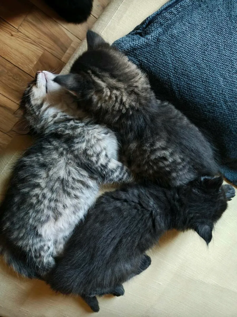Amazing Kittens - Image 3