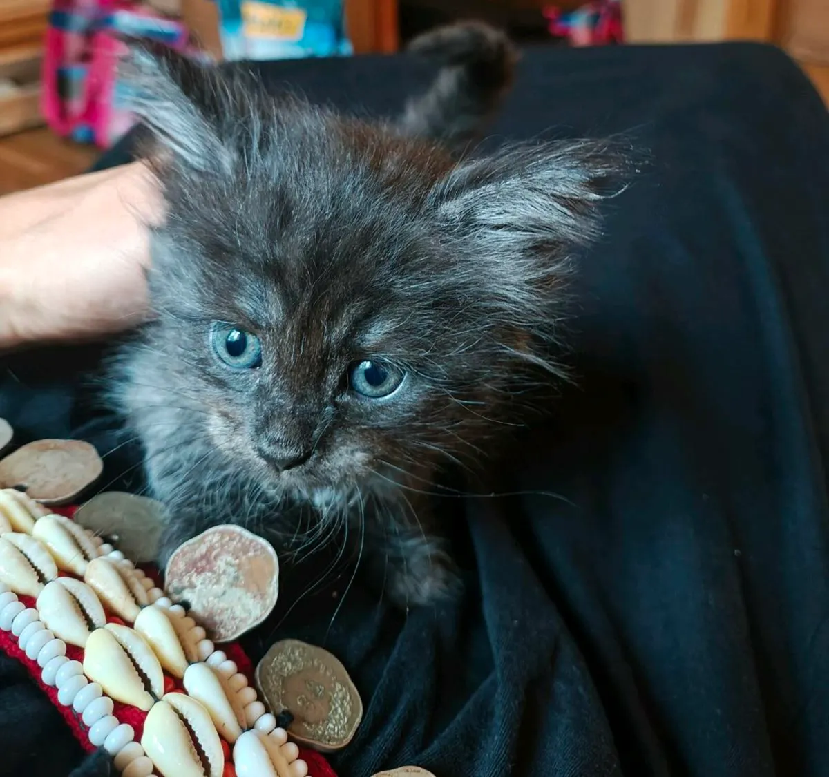 Amazing Kittens - Image 1