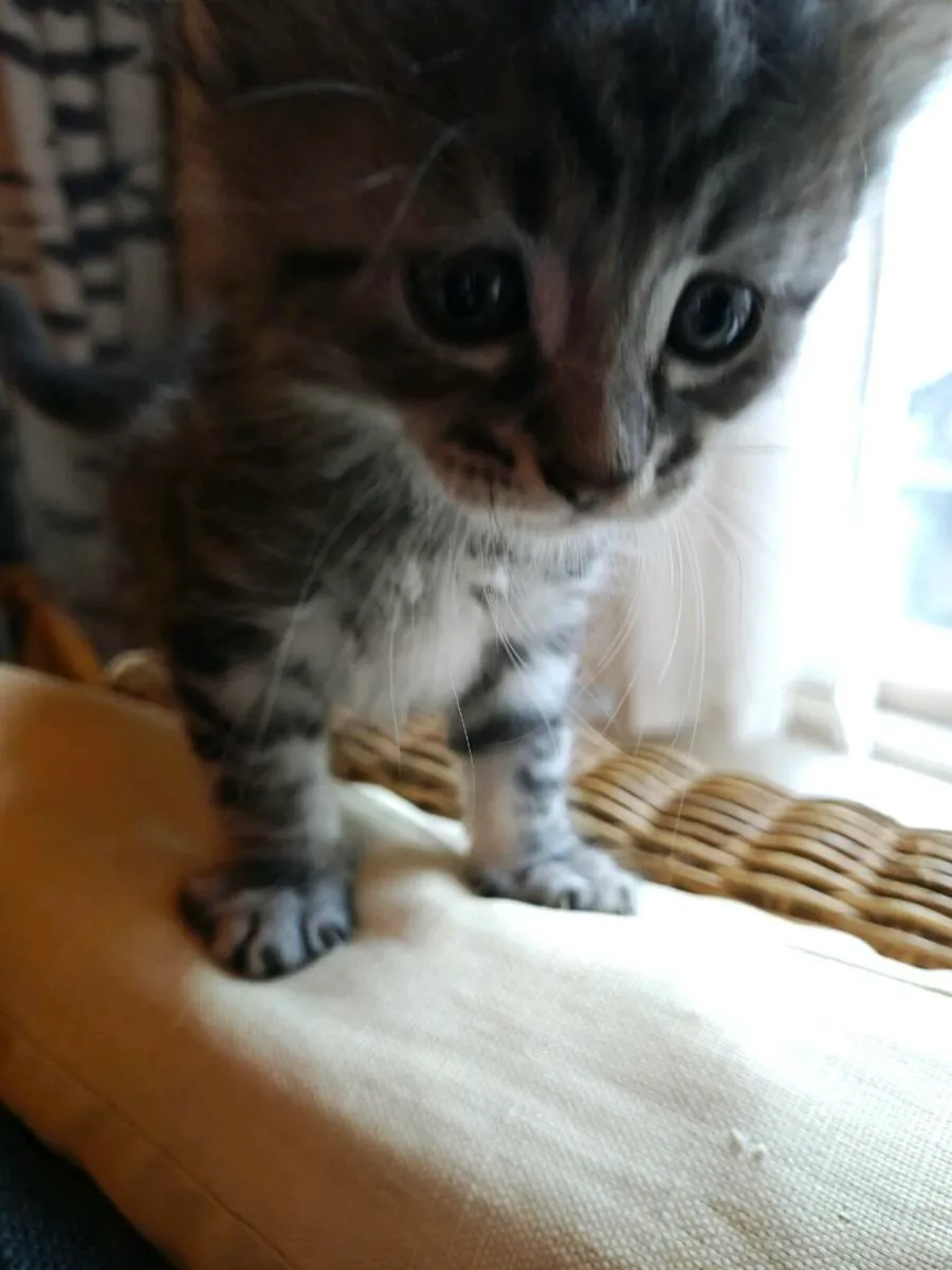 Amazing Kittens - Image 4