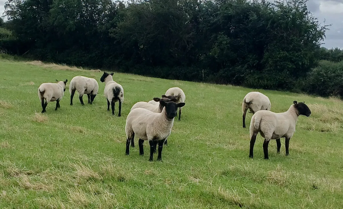 22 super suffox x mule hoggets - Image 1
