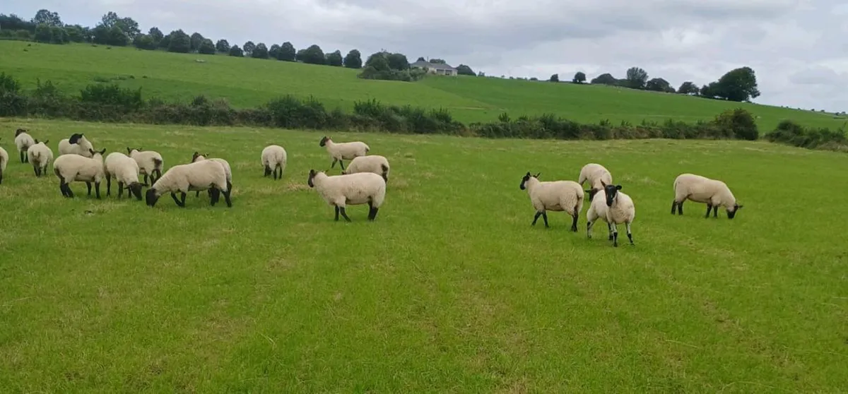 22 super suffox x mule hoggets - Image 3