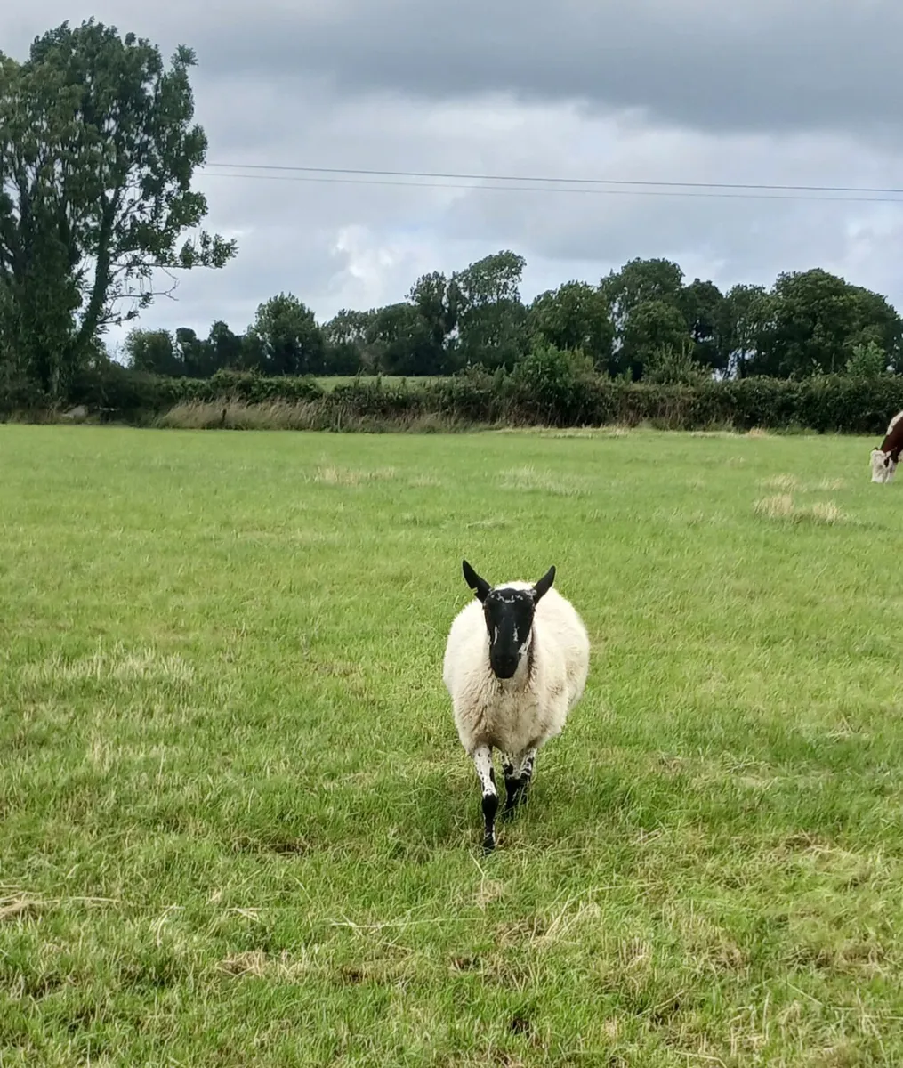22 super suffox x mule hoggets - Image 4