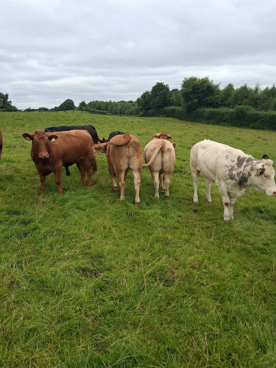 CONTINENTAL HEIFERS - Image 1