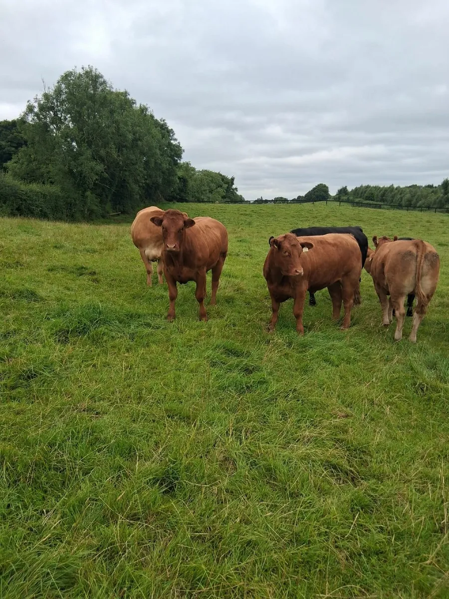 CONTINENTAL HEIFERS - Image 2