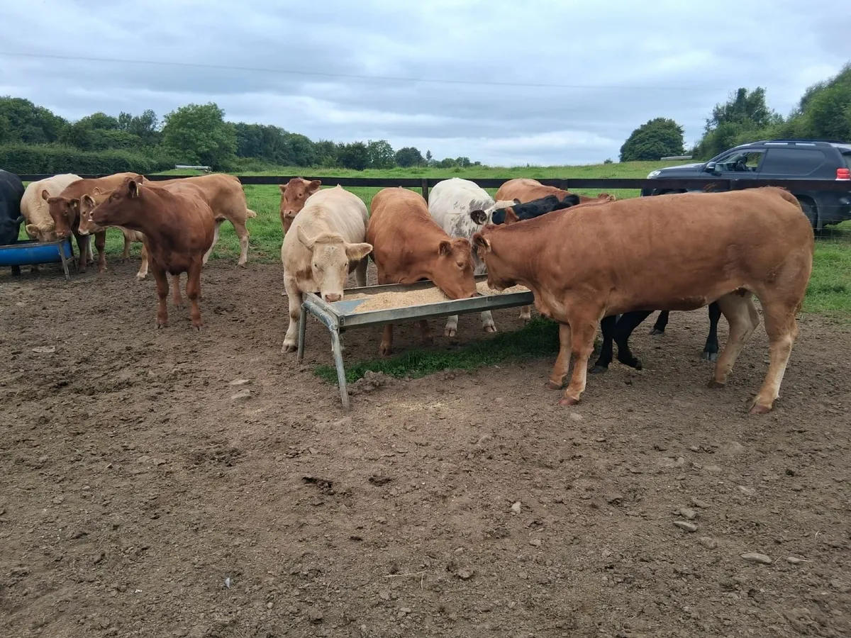 CONTINENTAL HEIFERS - Image 3