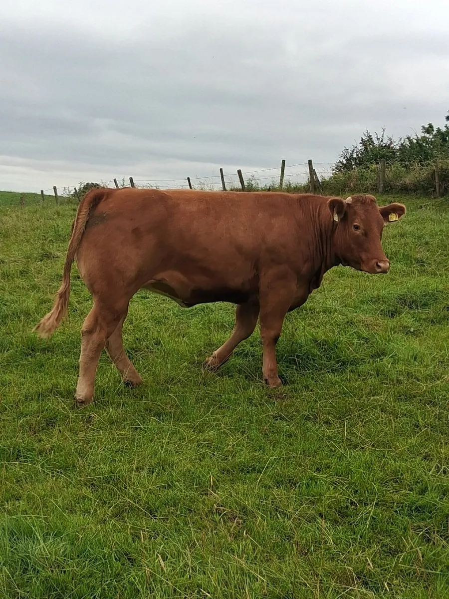 CONTINENTAL HEIFERS - Image 4