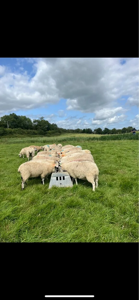 40 store lambs for sale - Image 1