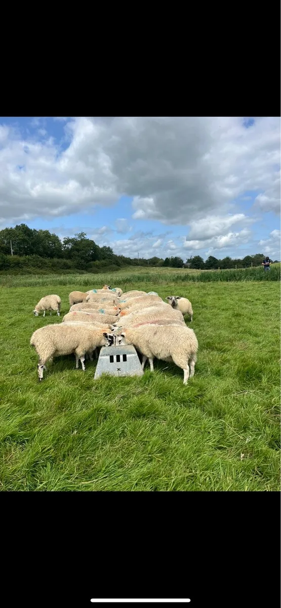 40 store lambs for sale - Image 2