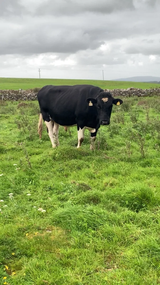 Vasectomised Bull - Image 1