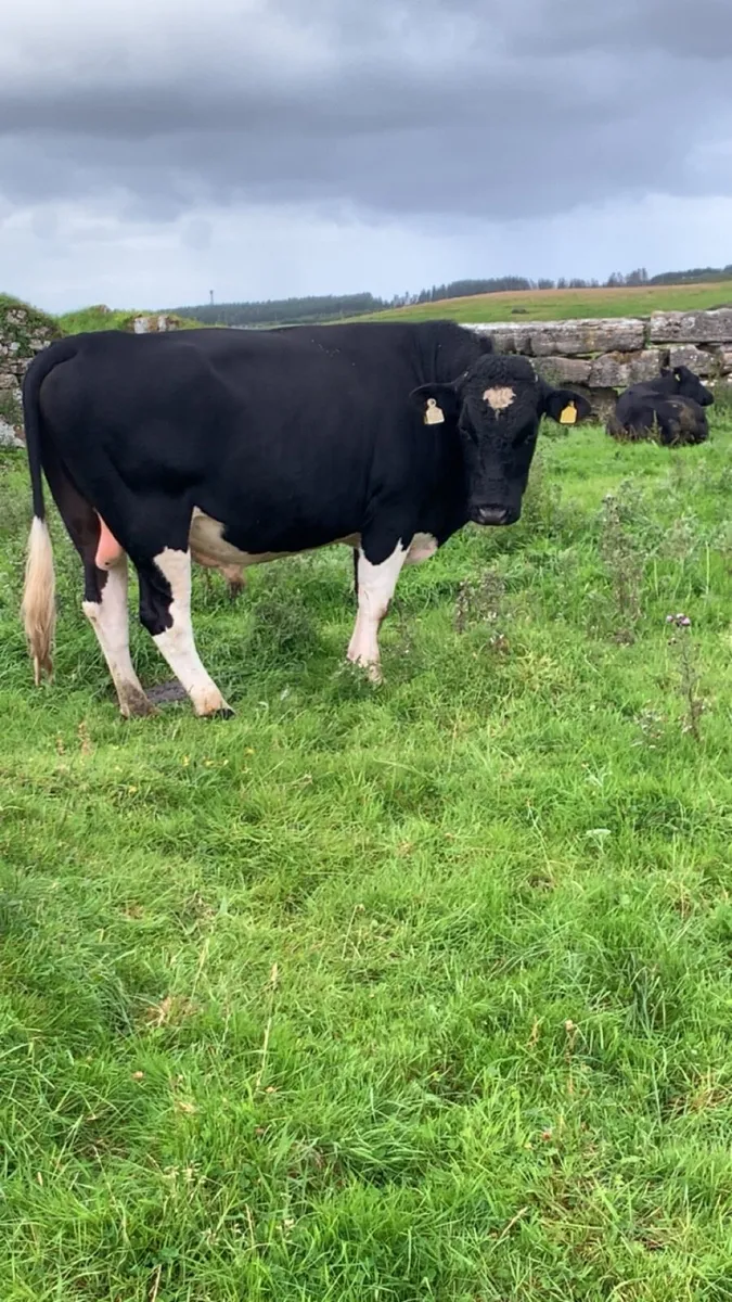 Vasectomised Bull - Image 2