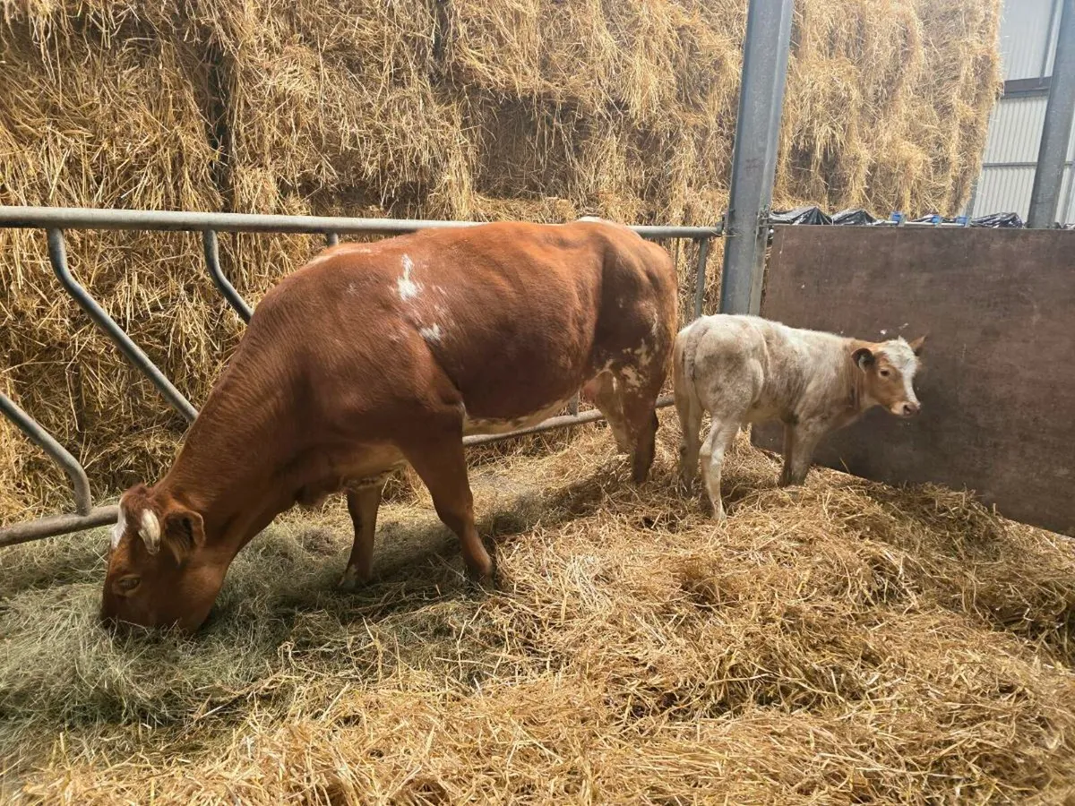 Belgian Blue X and heifer calf at foot. - Image 1
