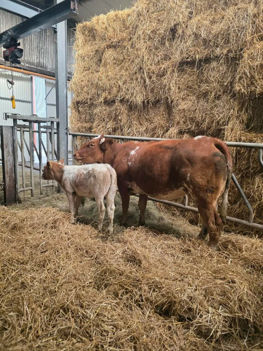 Belgian Blue X and heifer calf at foot. - Image 2
