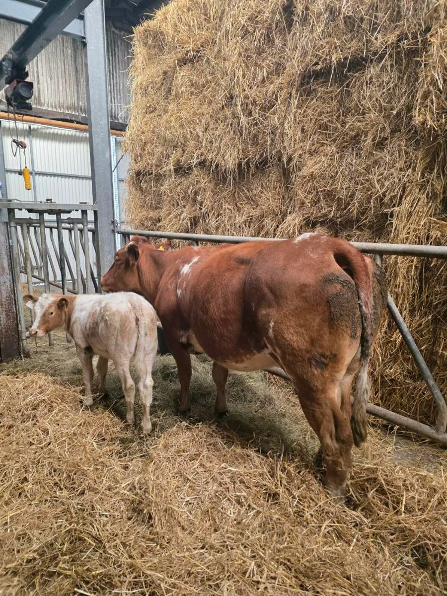Belgian Blue X and heifer calf at foot. - Image 3