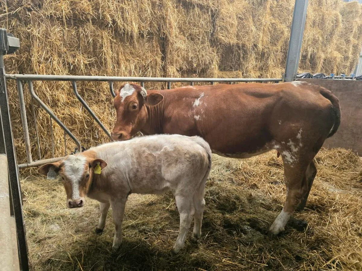 Belgian Blue X and heifer calf at foot. - Image 4
