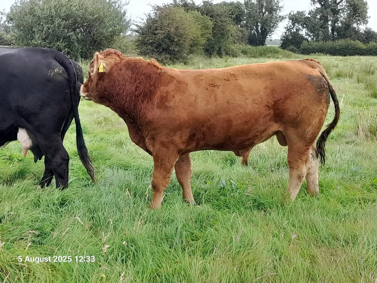 ⭐⭐⭐⭐⭐ Limousin Bull ⭐⭐⭐⭐⭐ - Image 1