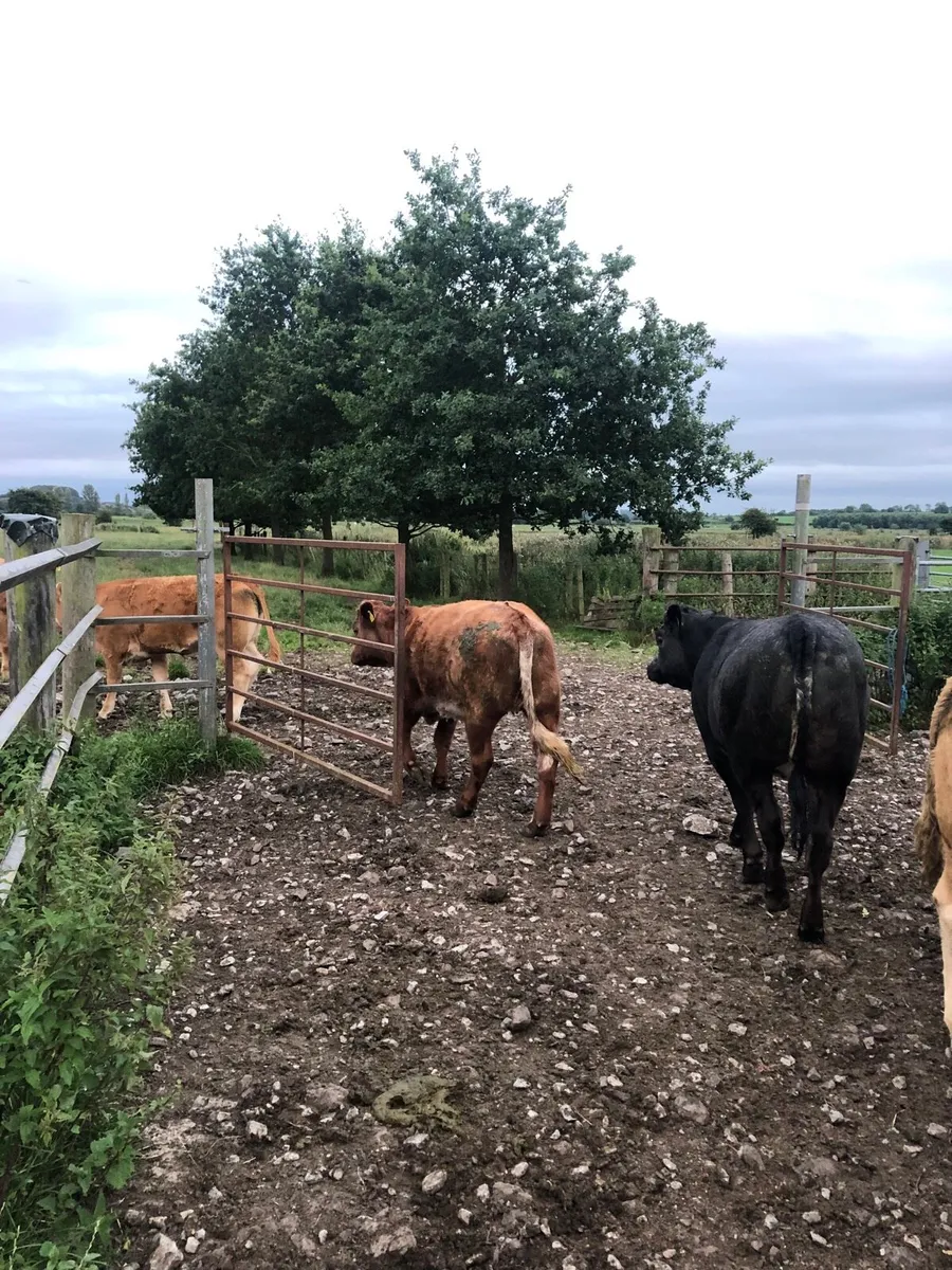 Cows - Image 2