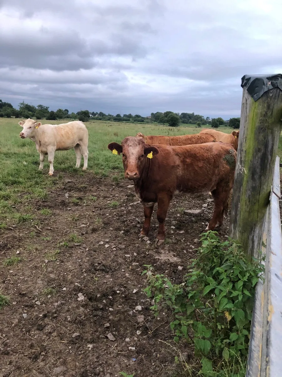 Cows - Image 3