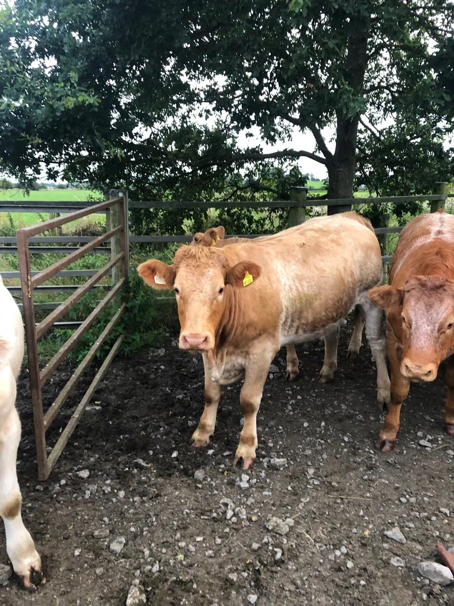 Cows - Image 4