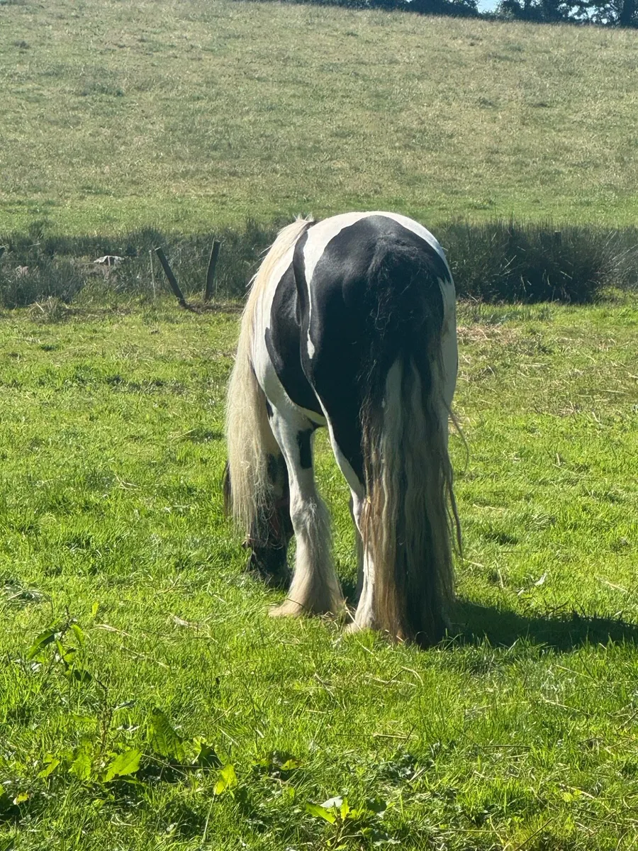 Stunning 2 1/2 year old piebald cob gelding - Image 3