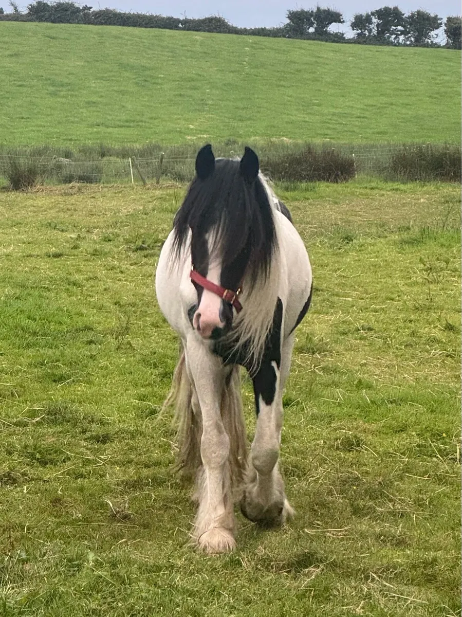 Stunning 2 1/2 year old piebald cob gelding - Image 4