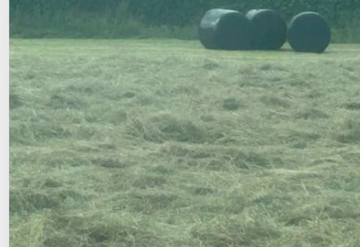 Horse haylage - Image 1