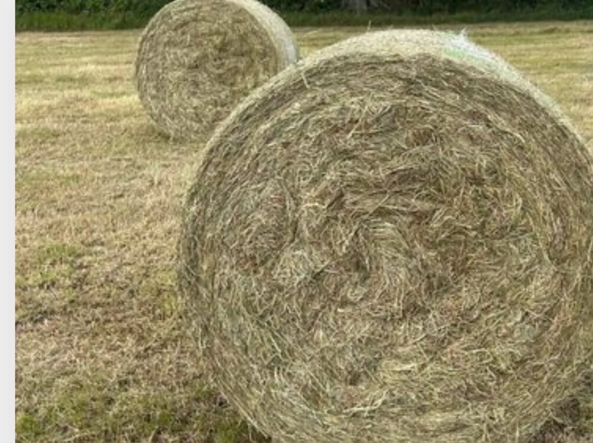 Horse haylage - Image 2