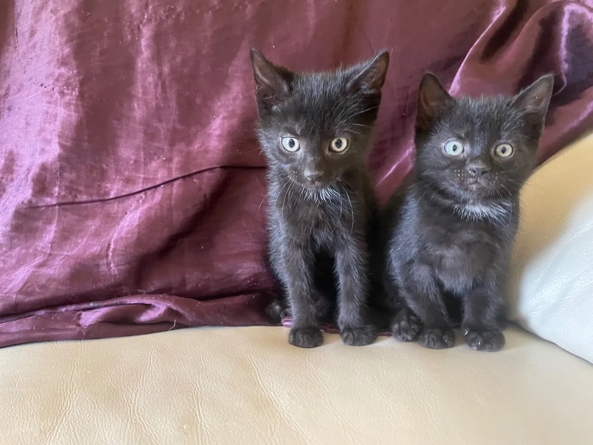 Kitten - Image 1