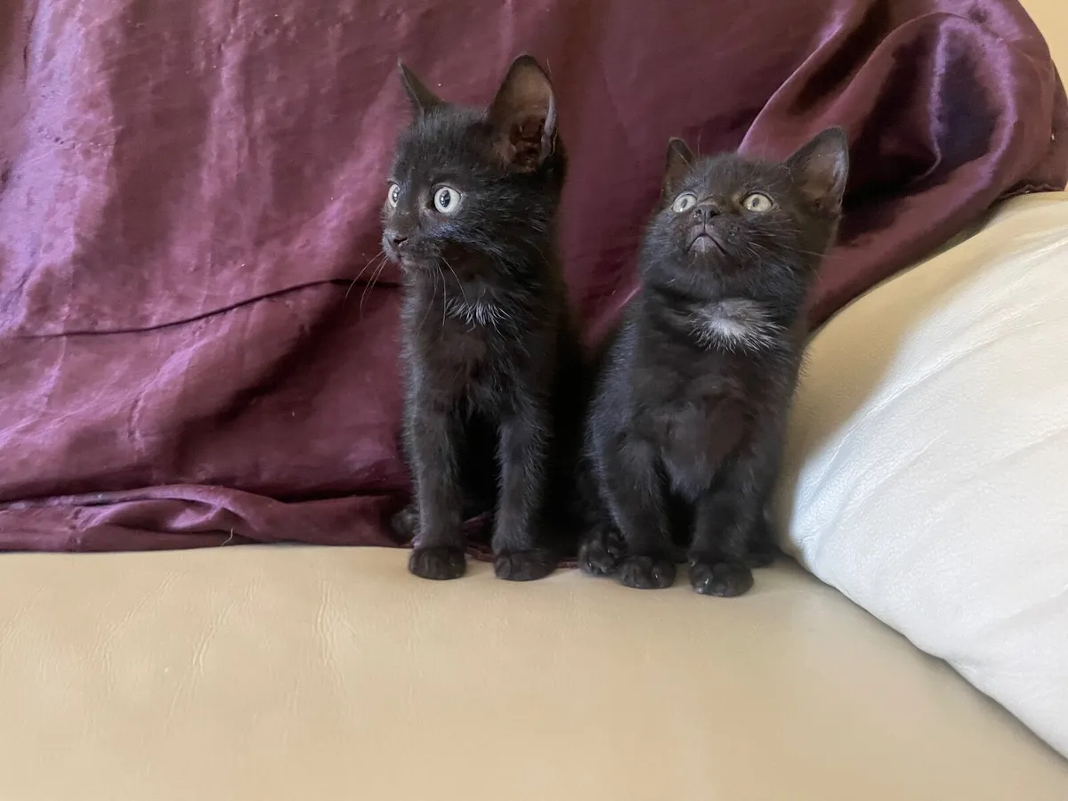 Kitten - Image 2