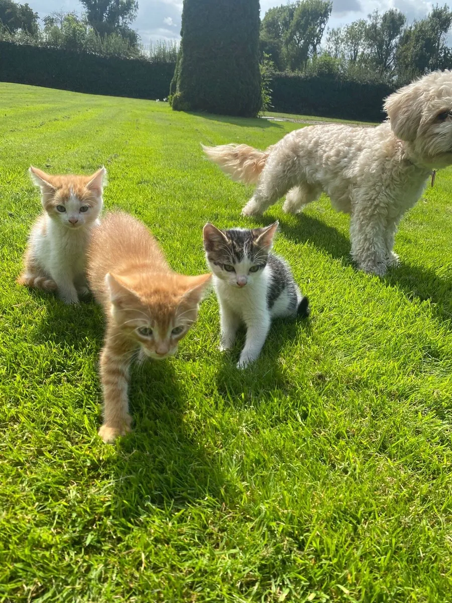 Cute kittens - Image 1