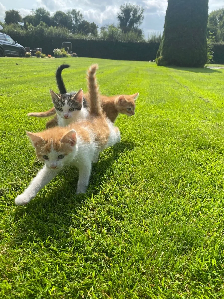 Cute kittens - Image 2