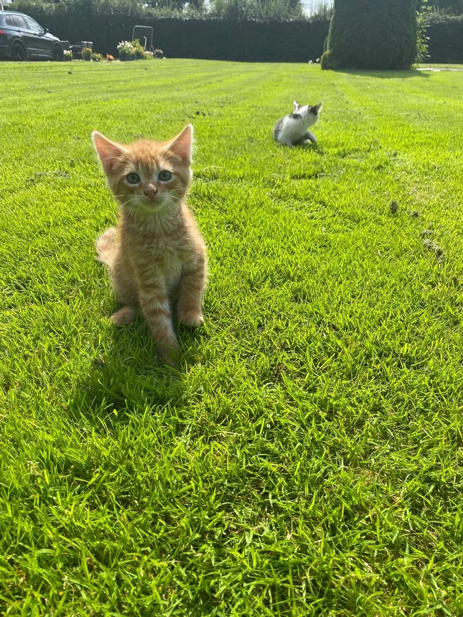Cute kittens - Image 3