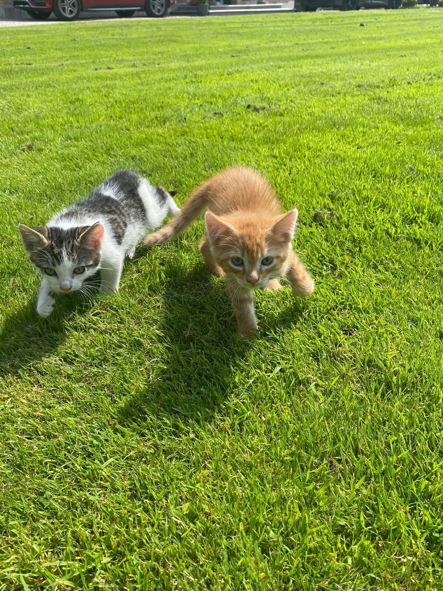 Cute kittens - Image 4