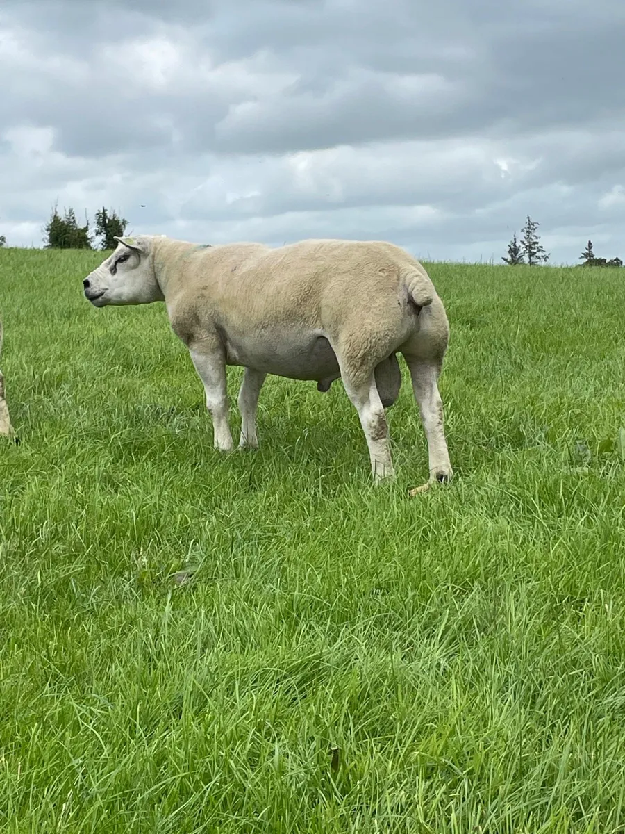 ✅SIS Approved 3yr old Texel Ram ✅ - Image 2