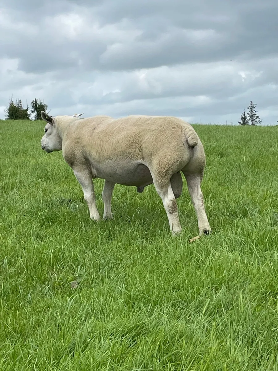 ✅SIS Approved 3yr old Texel Ram ✅ - Image 3