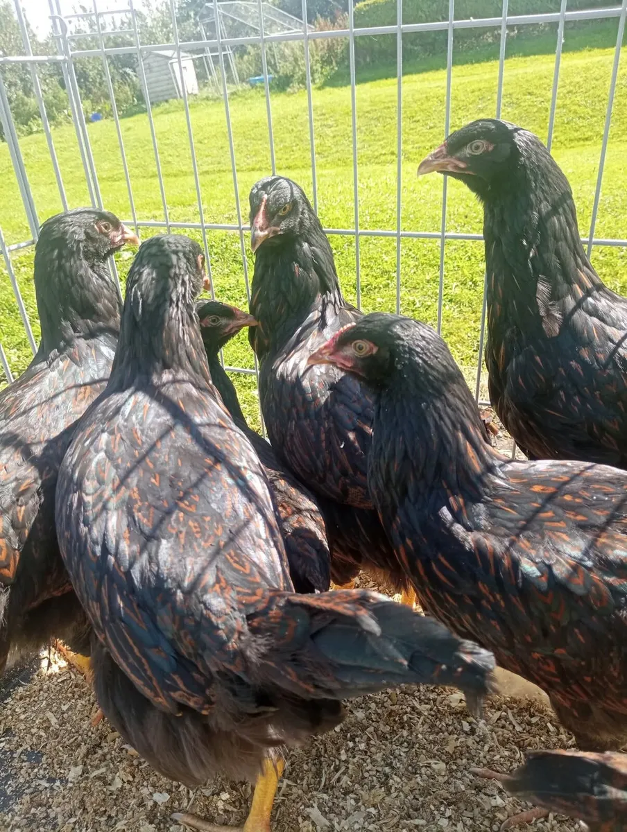 Gold Lace Barnvelder Pullets - Image 1